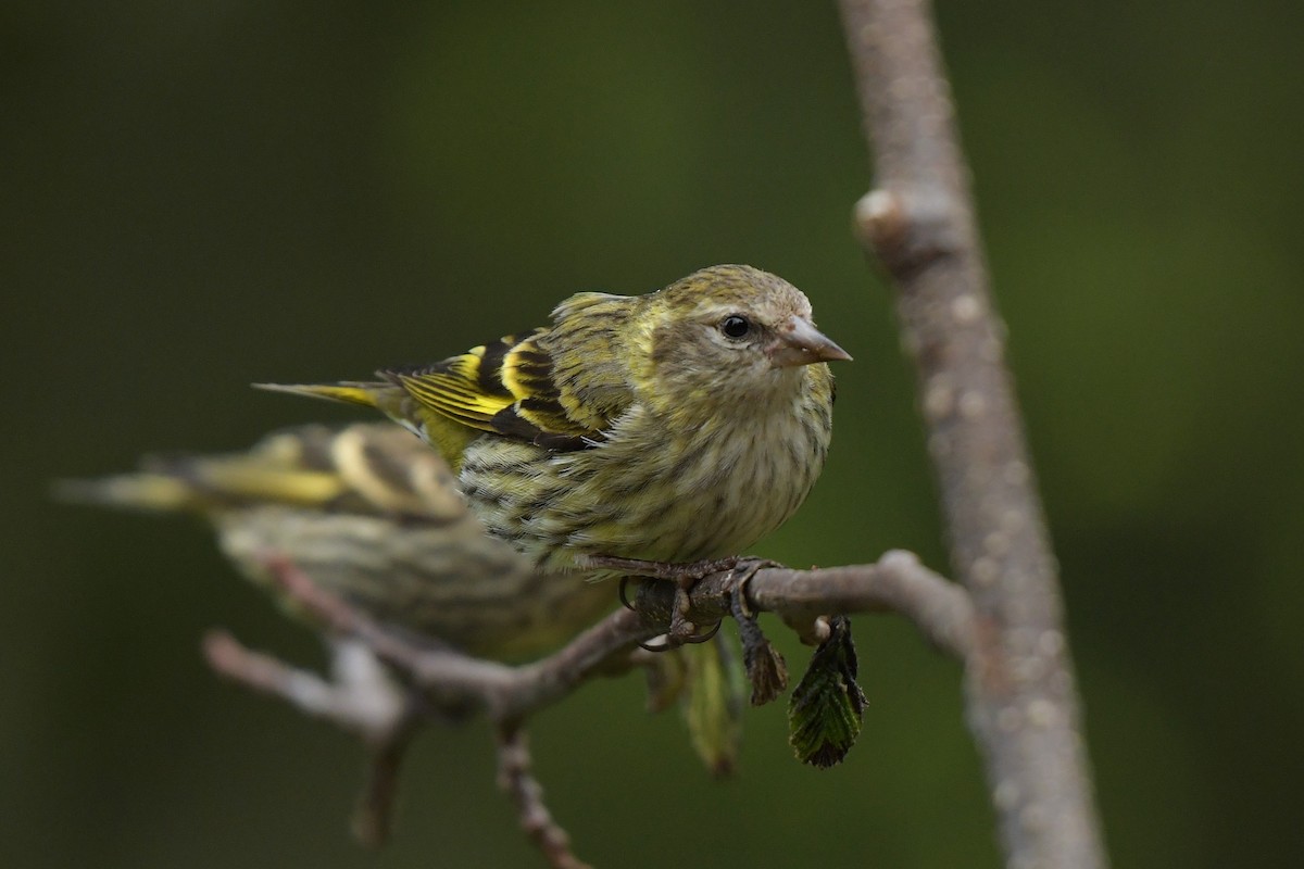 Pine Siskin (green morph) - ML637114663