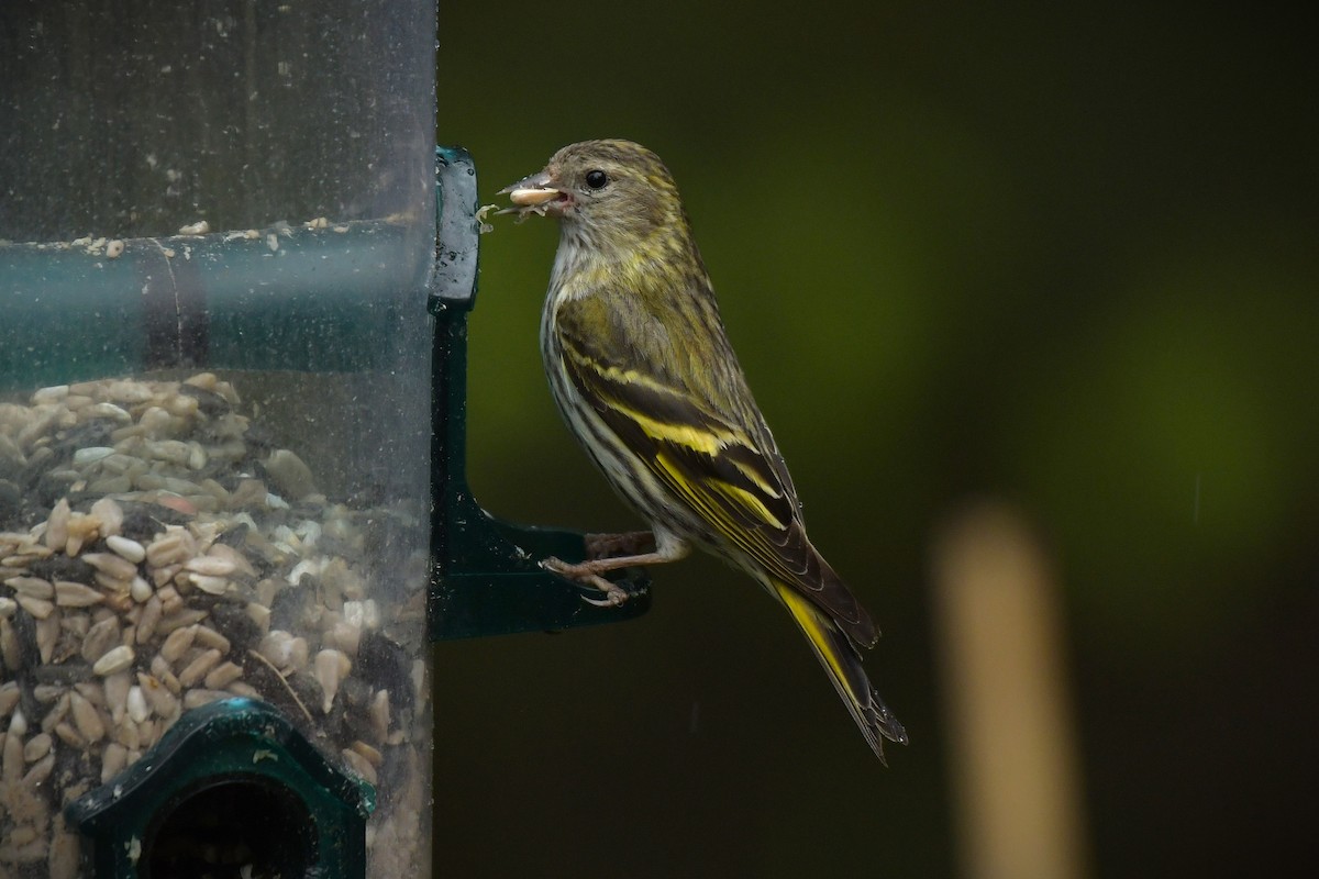 Pine Siskin (green morph) - ML637114665