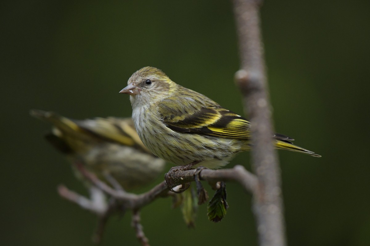 Pine Siskin (green morph) - ML637114666