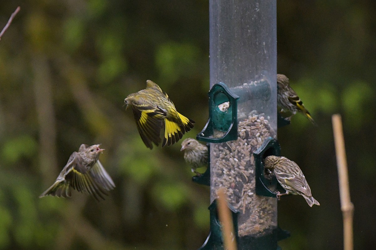Pine Siskin (green morph) - ML637114667