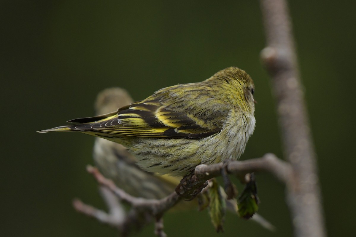 Pine Siskin (green morph) - ML637114668