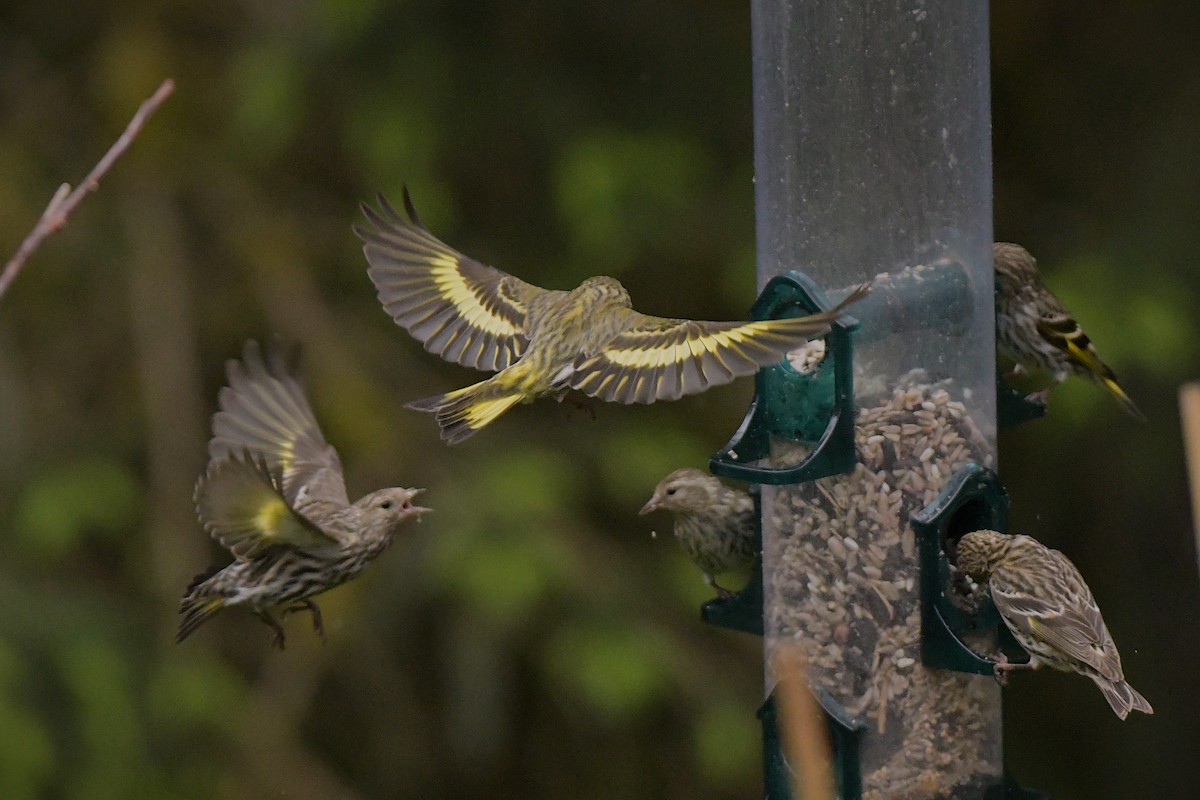 Pine Siskin (green morph) - ML637114669