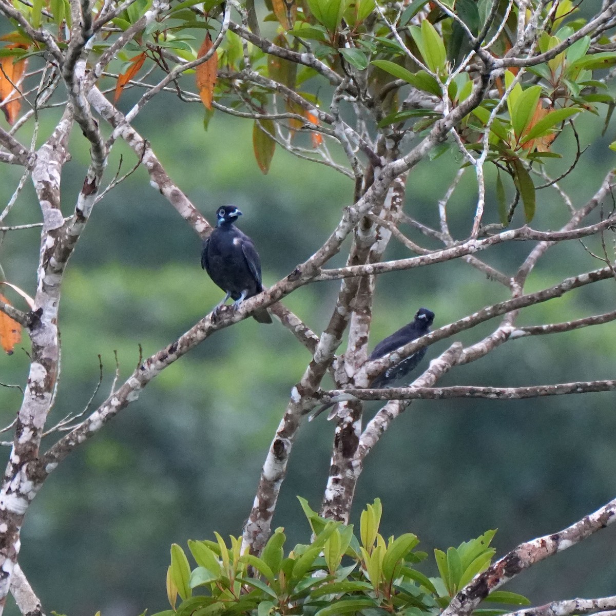 Bare-necked Fruitcrow - ML637114689