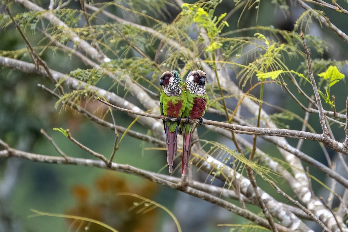 Gray-breasted Parakeet - ML637114745