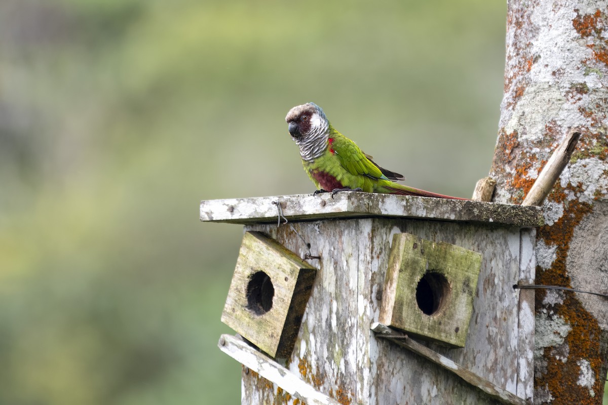 Gray-breasted Parakeet - ML637114746