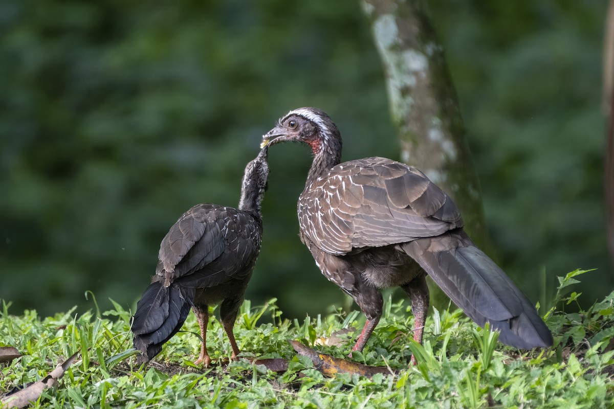 White-browed Guan - ML637114789