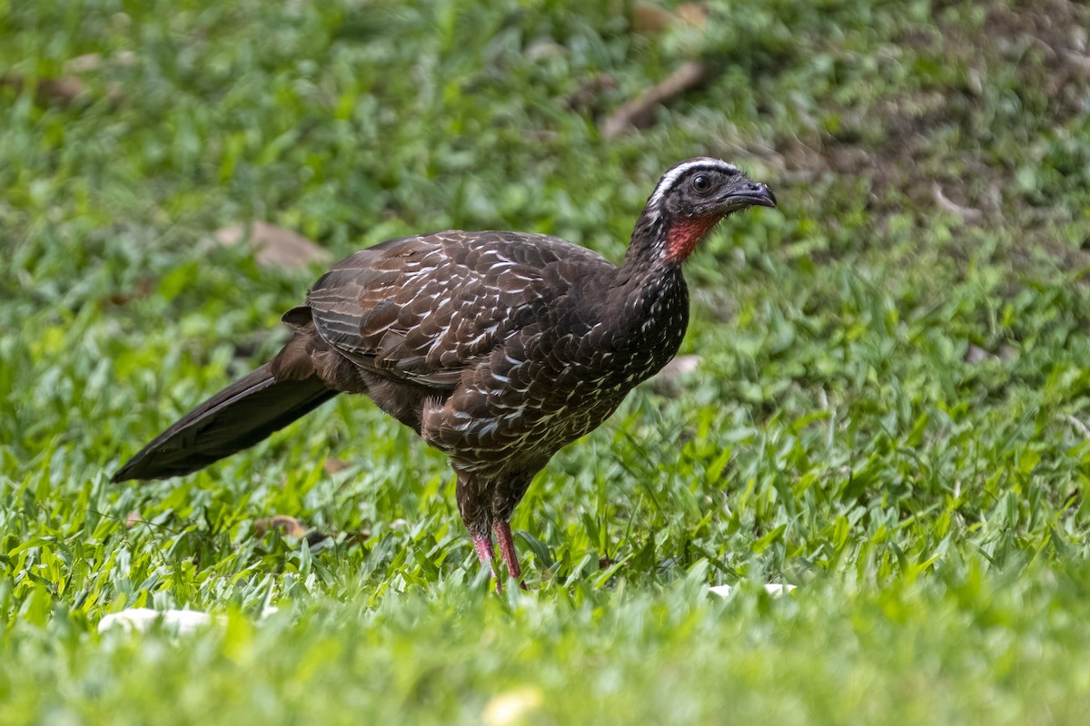 White-browed Guan - ML637114790