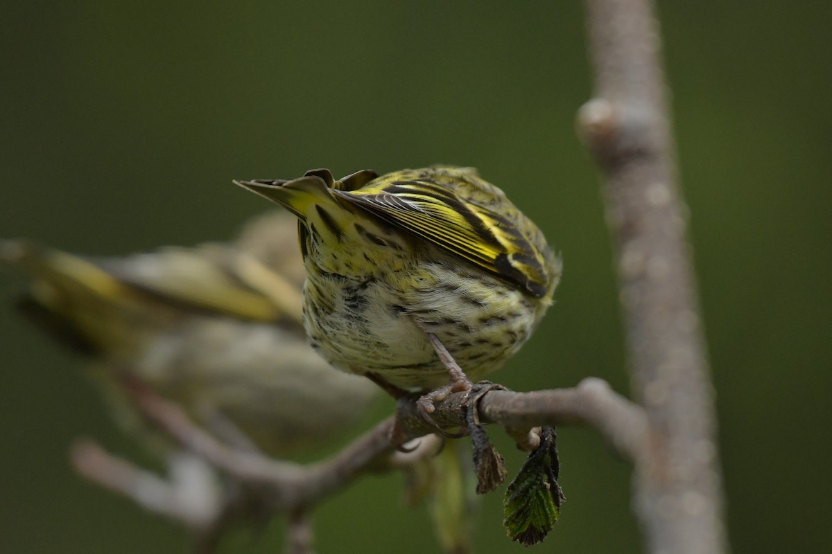Pine Siskin (green morph) - ML637114836