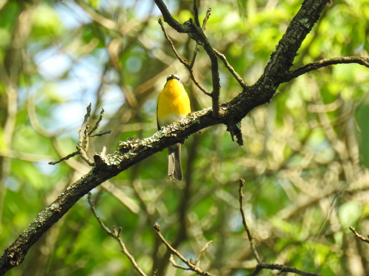 Yellow-breasted Chat - ML637114858