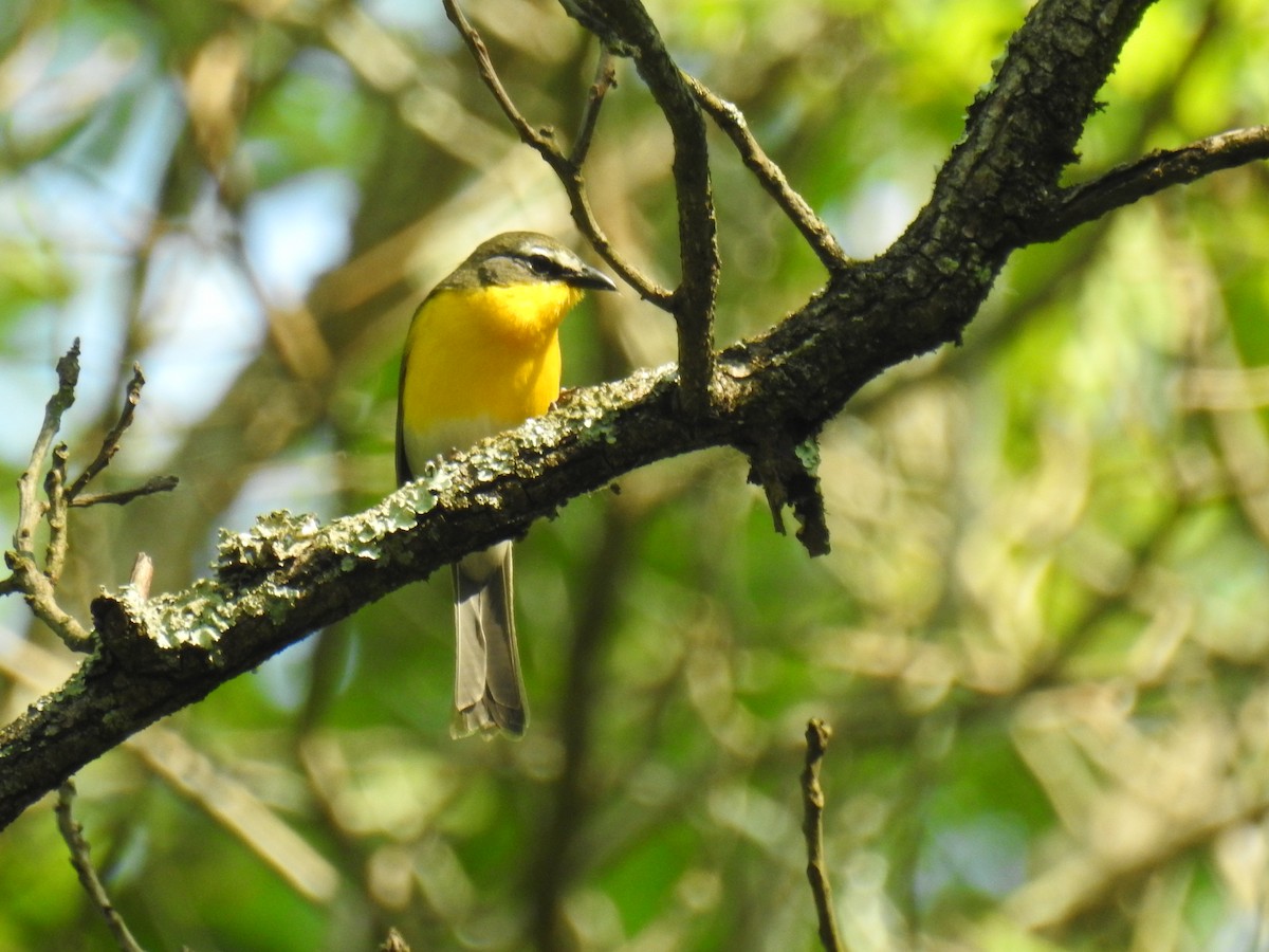 Yellow-breasted Chat - ML637114859