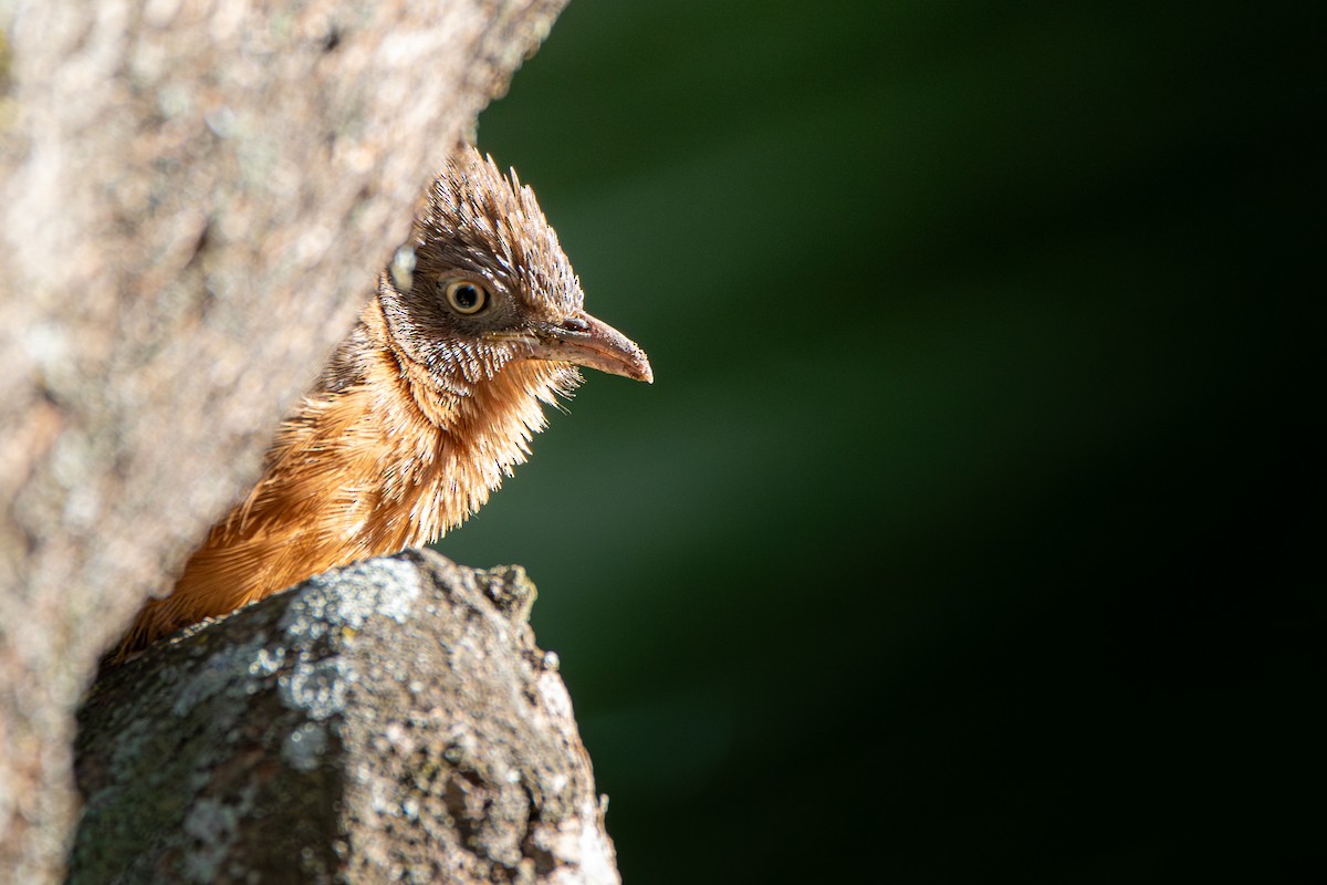 Rufous Chatterer - ML637114882