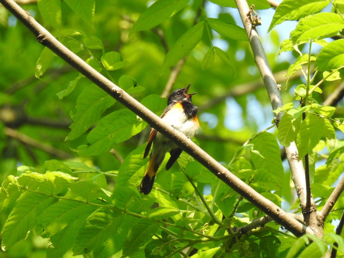 American Redstart - ML637114883