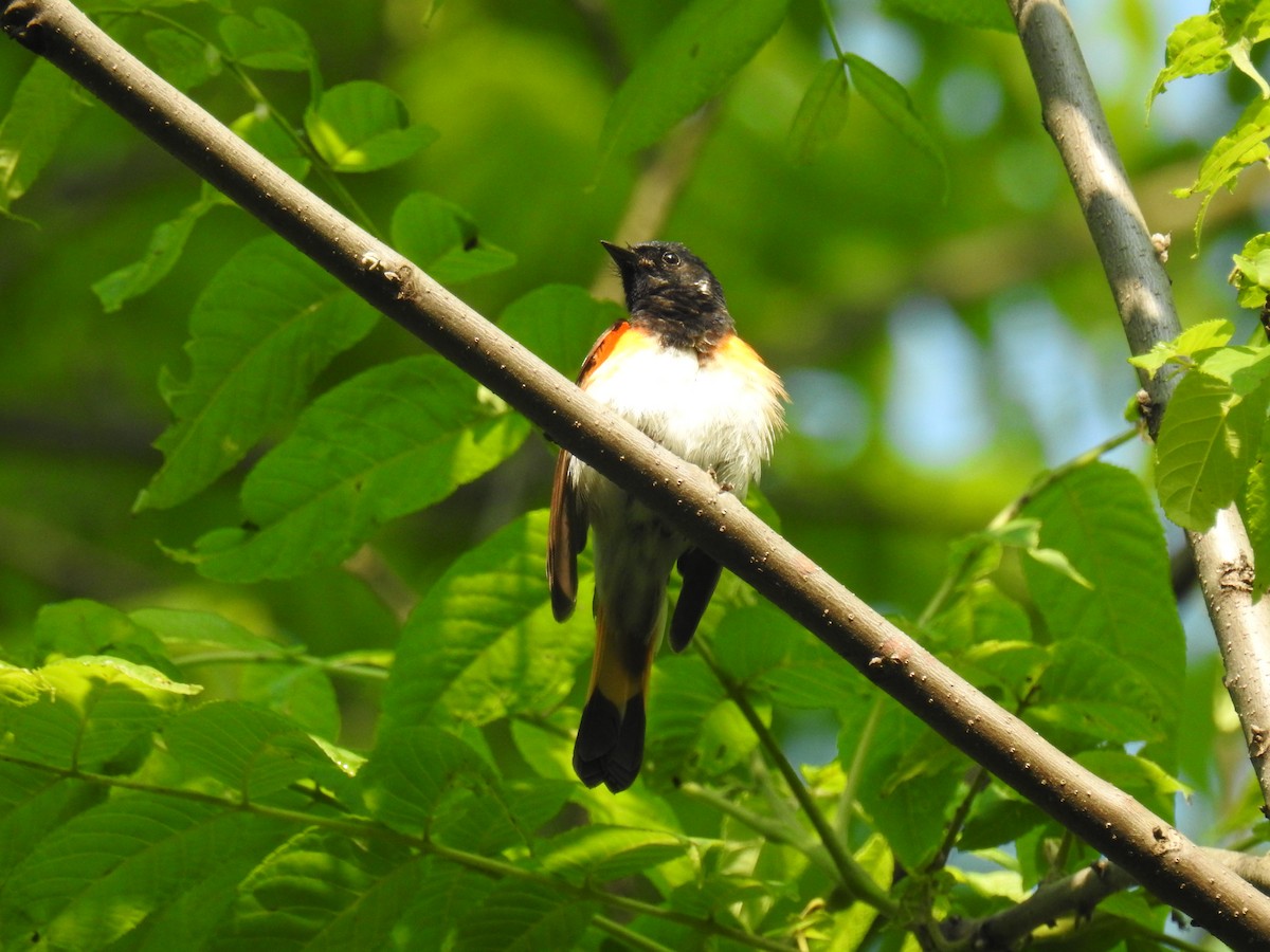 American Redstart - ML637114884
