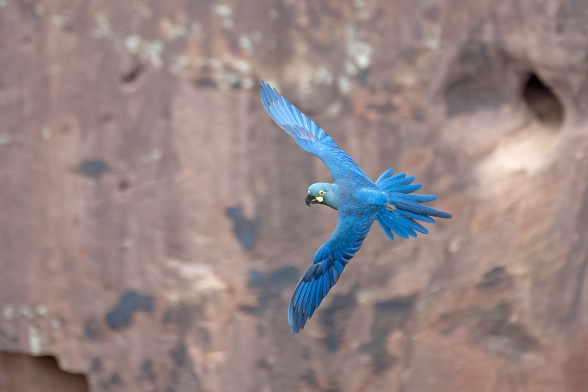 Indigo Macaw - ML637114889