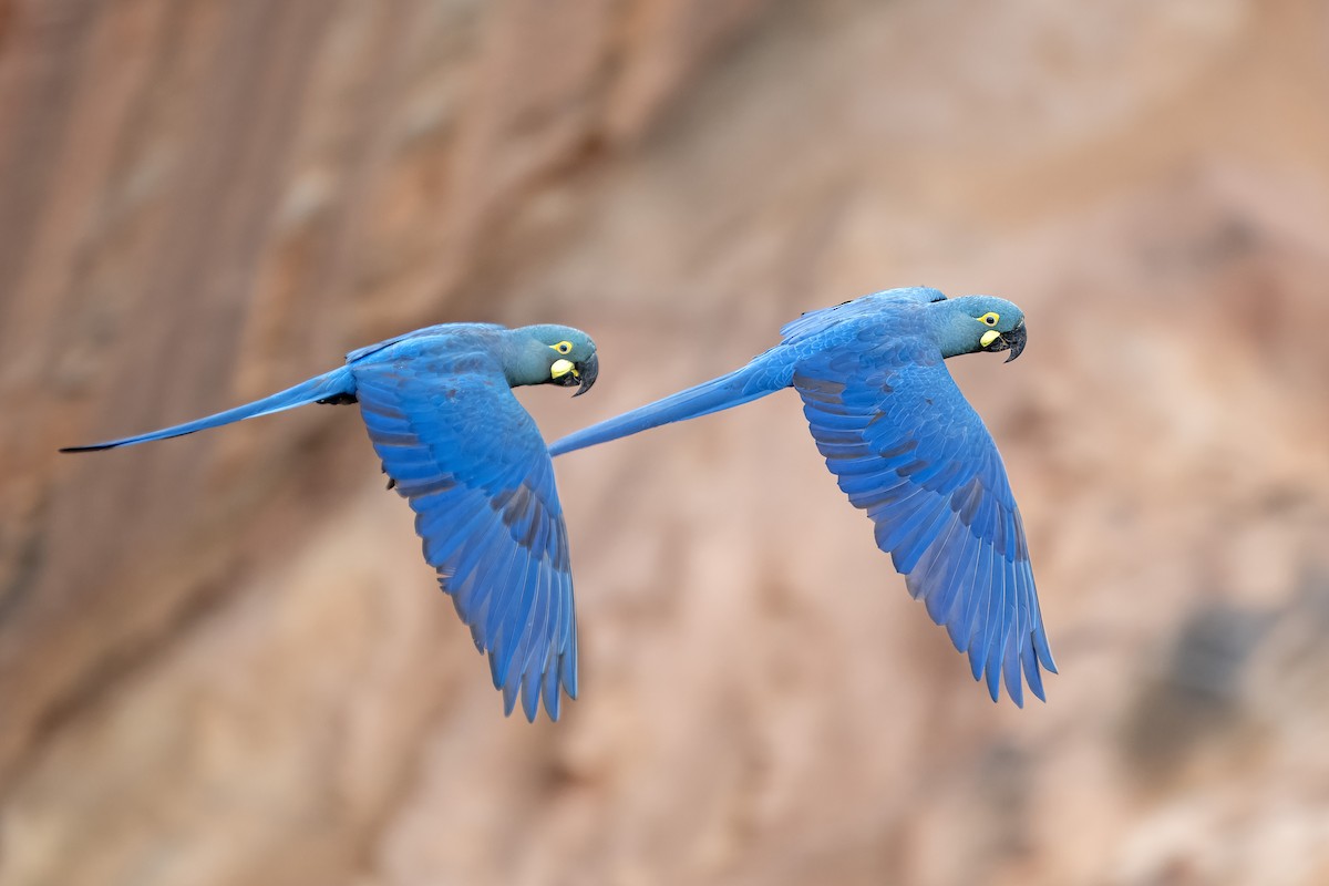 Indigo Macaw - ML637114890