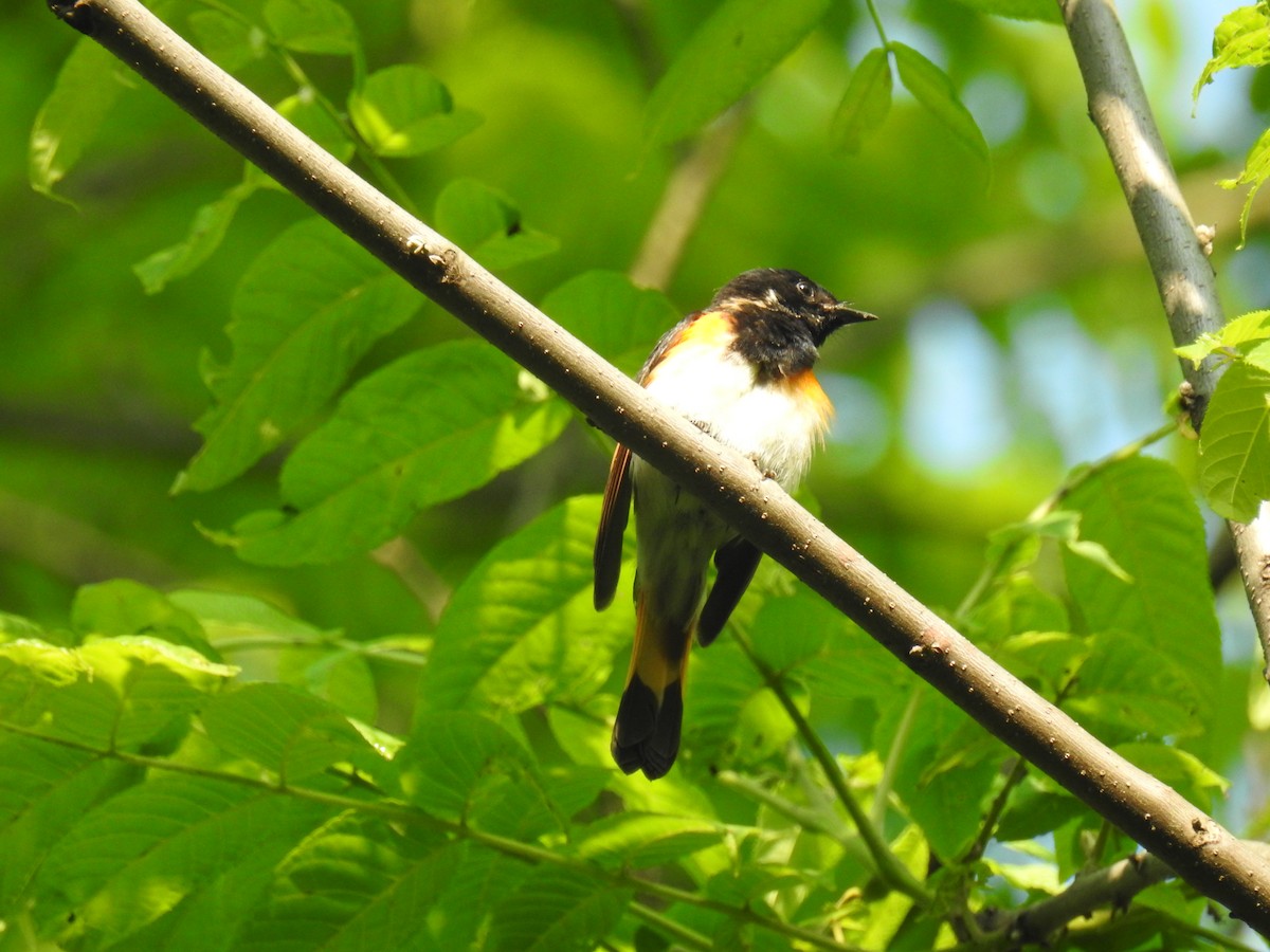 American Redstart - ML637114895