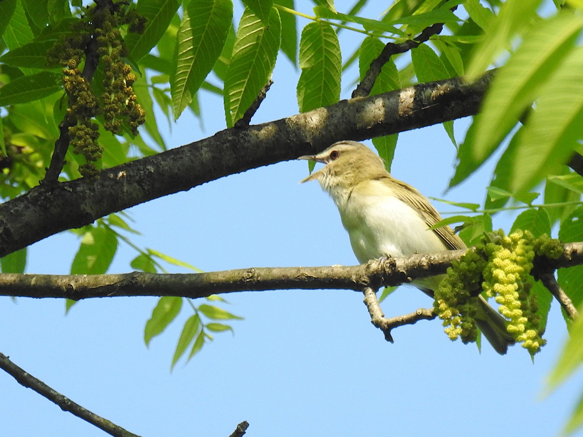 Red-eyed Vireo - ML637114911