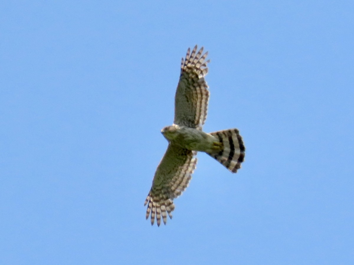 Cooper's Hawk - ML637114985