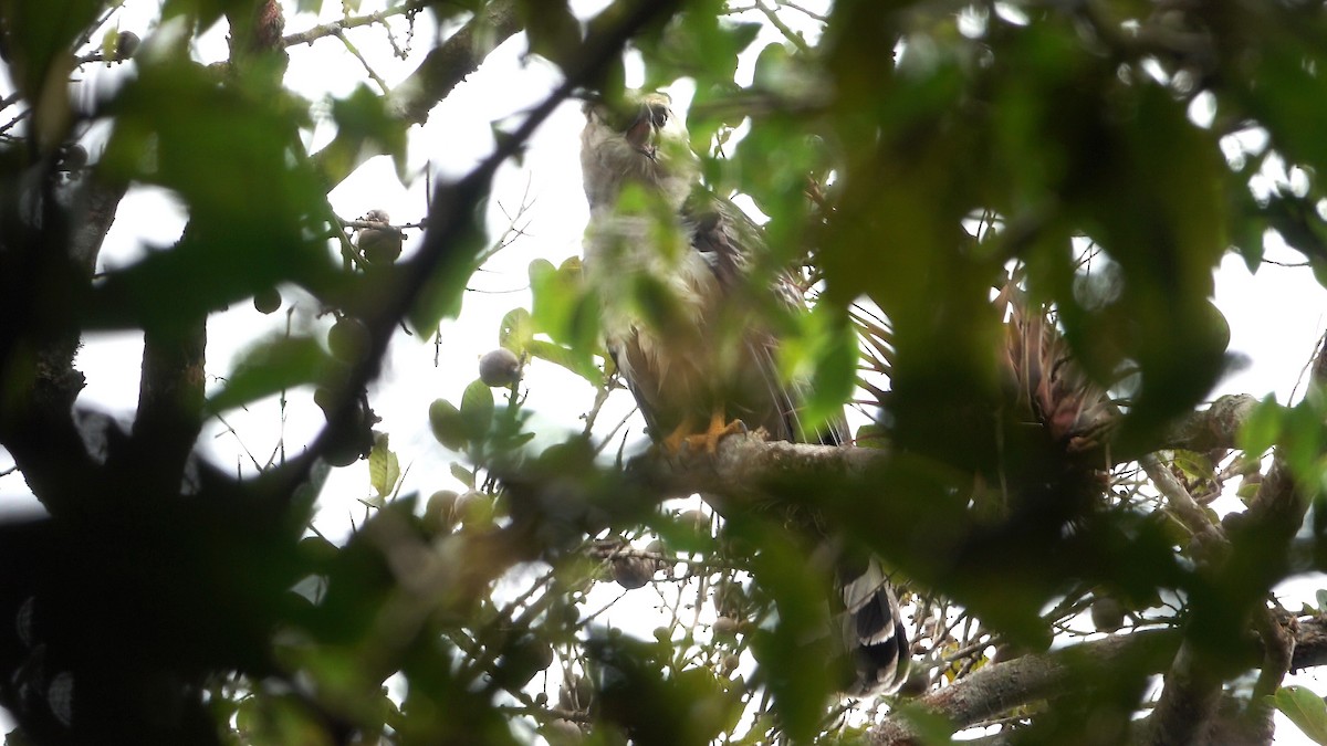 Crested Eagle - ML637115018