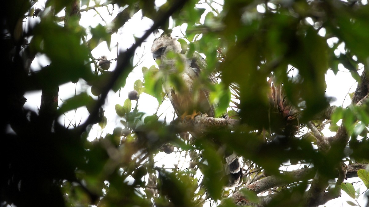 Crested Eagle - ML637115019