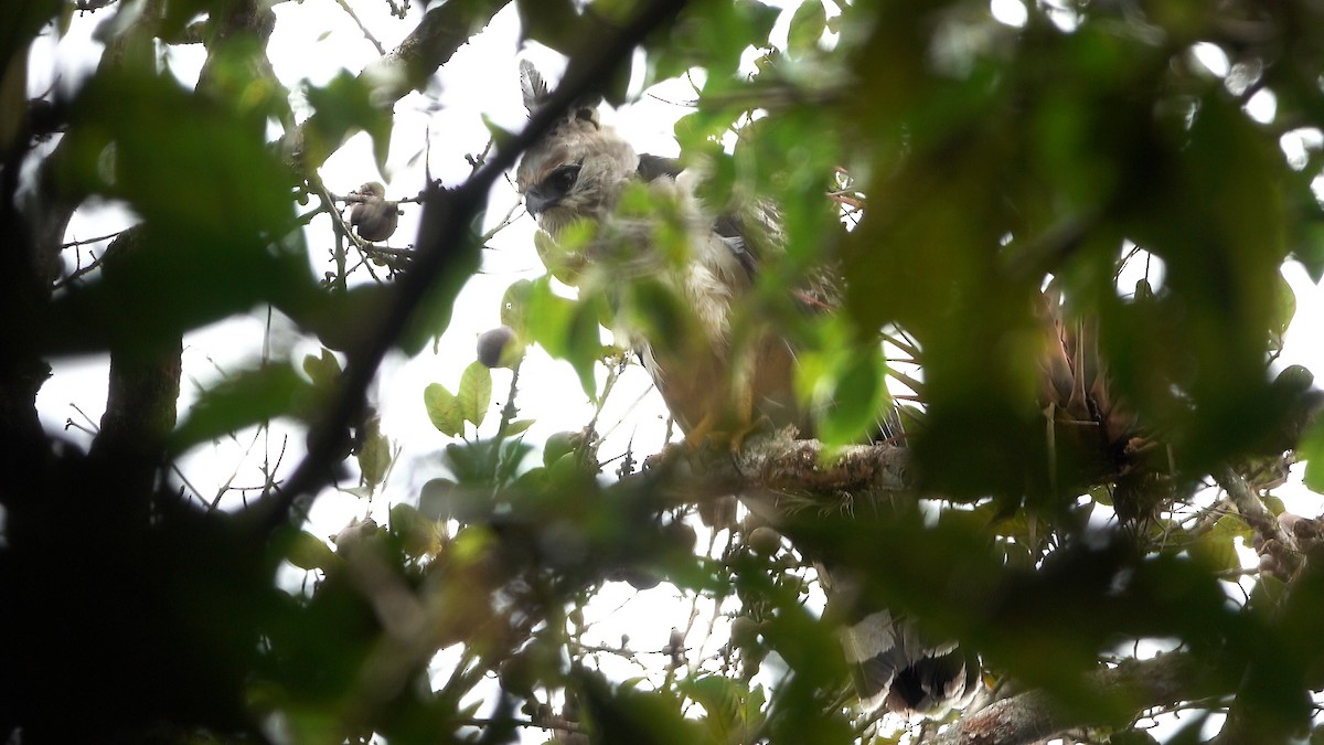 Crested Eagle - ML637115020