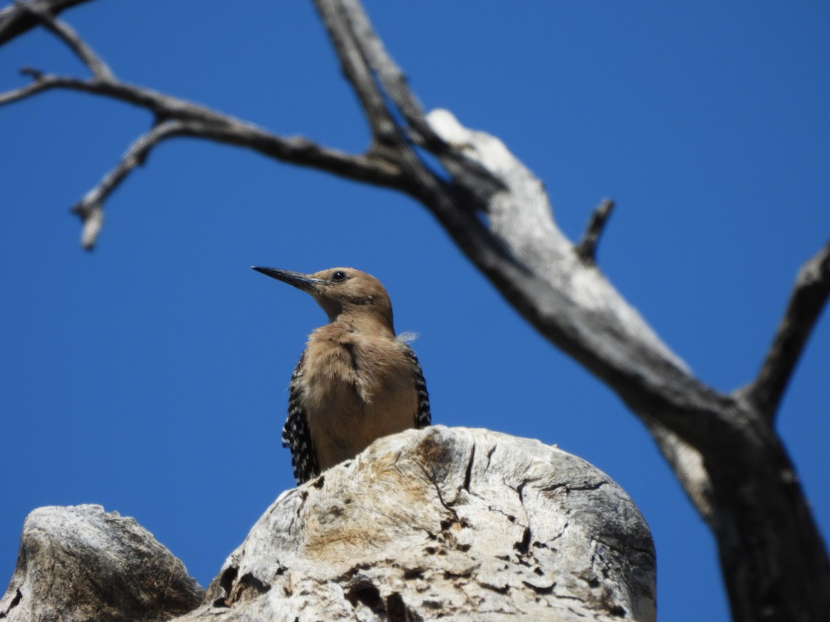 Gila Woodpecker - ML637115084