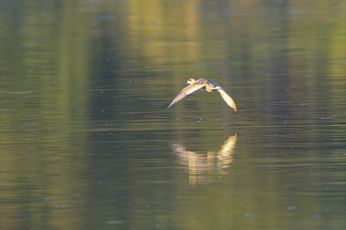 Marbled Duck - ML637115184