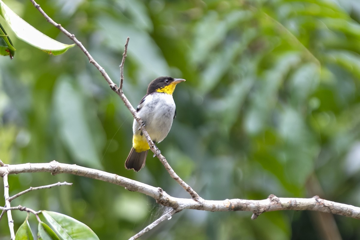 Yellow-backed Tanager - ML637115220