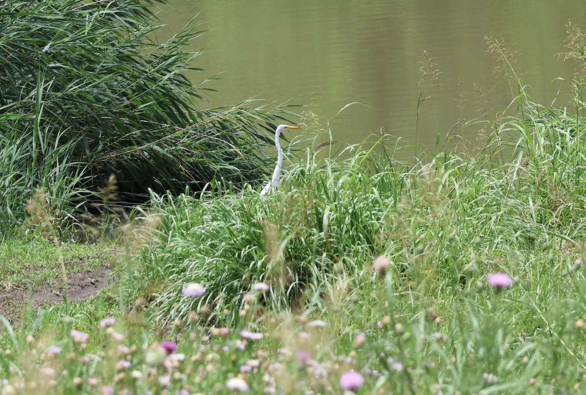 Great Egret - ML637115255