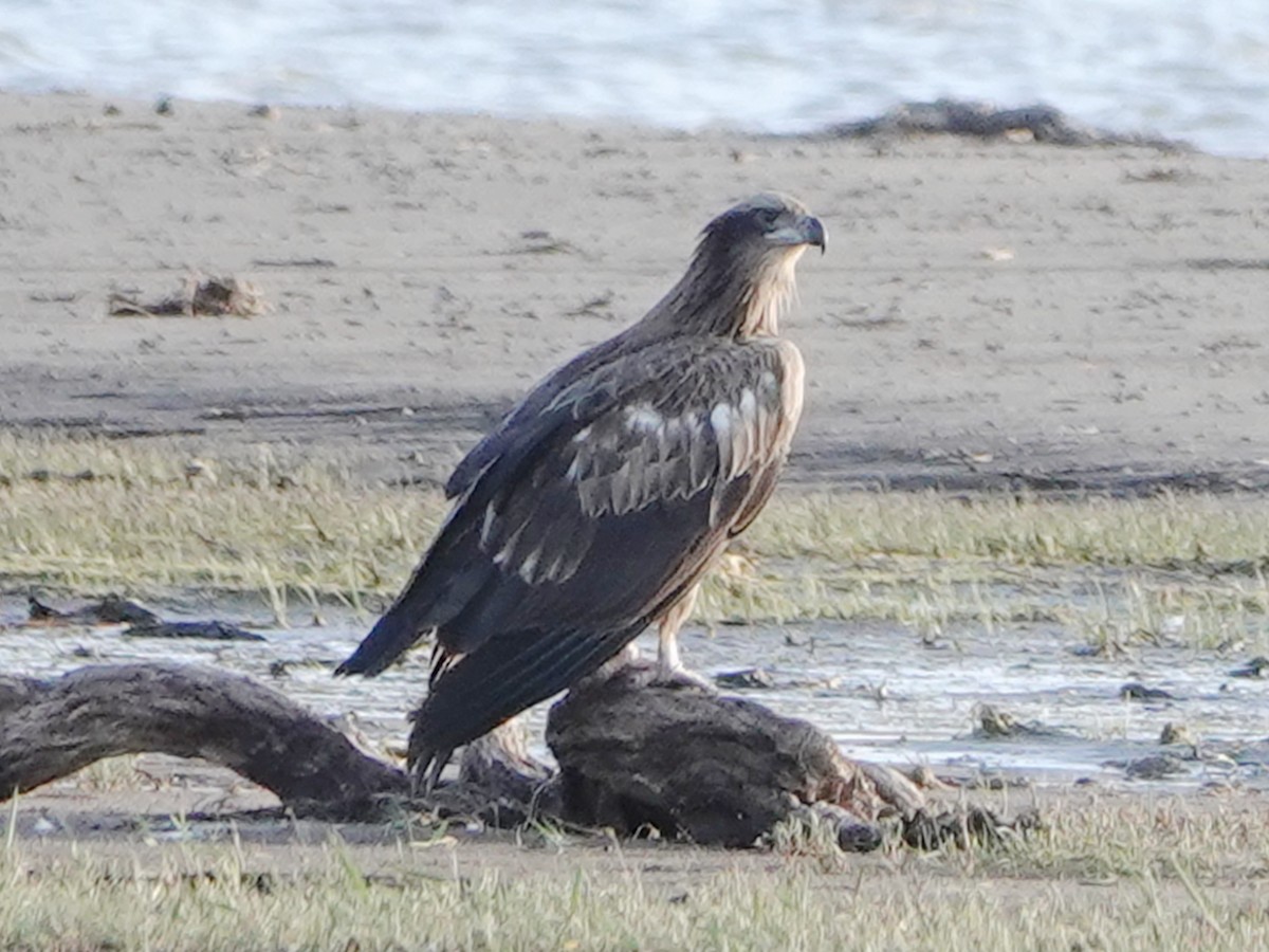 Pallas's Fish-Eagle - ML637115369