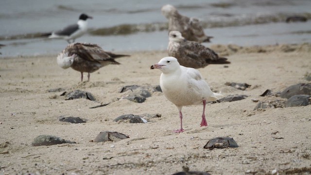 Glaucous Gull - ML637115378