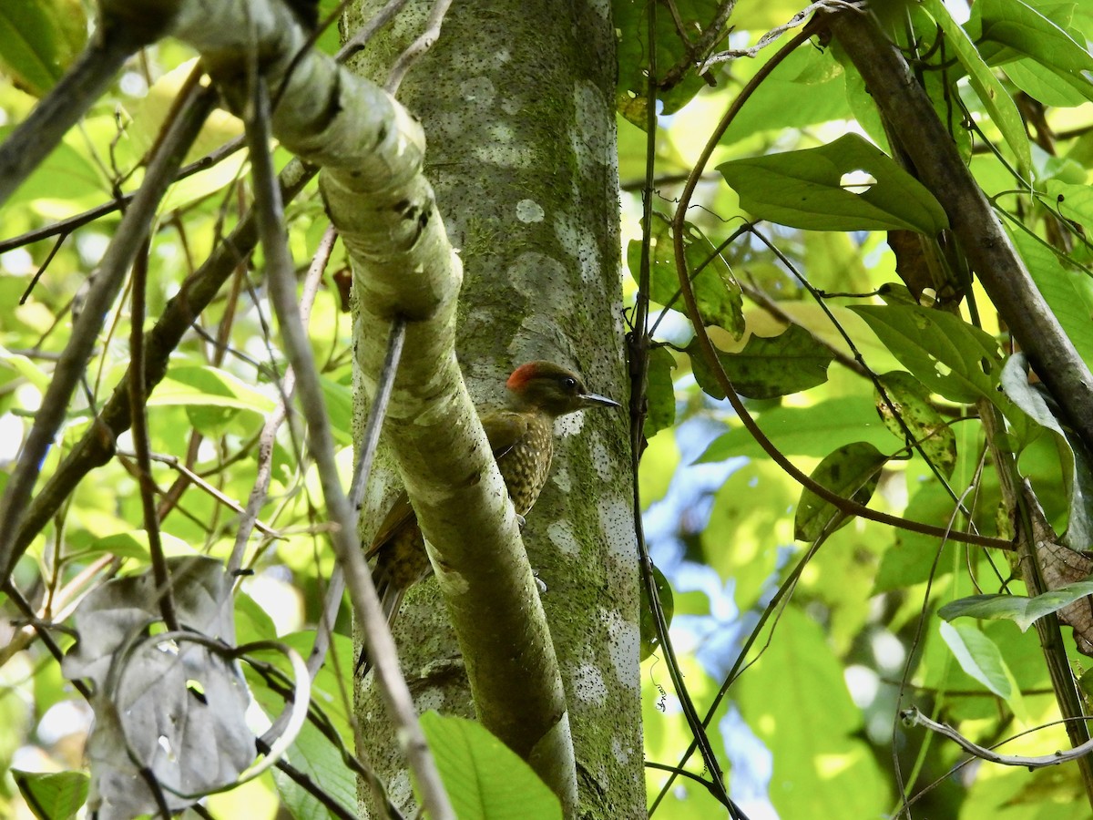 Rufous-winged Woodpecker - ML637115388
