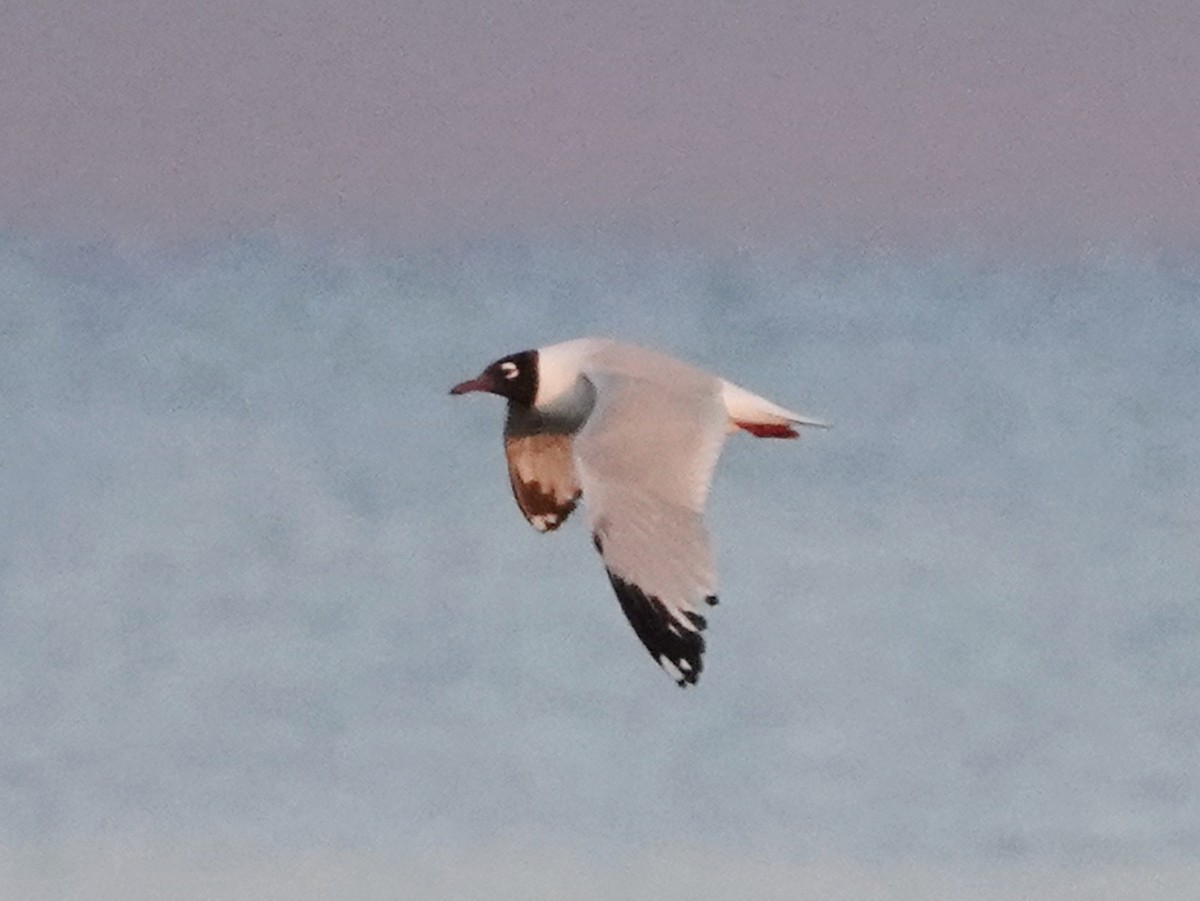 Relict Gull - ML637115419