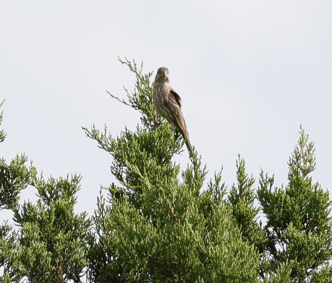 House Finch - ML637115429