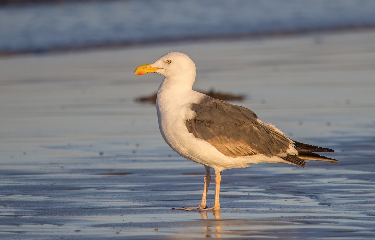 Yellow-footed Gull - ML637115550