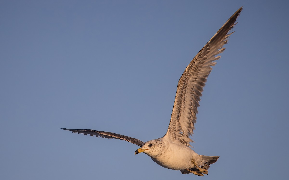Yellow-footed Gull - ML637115552