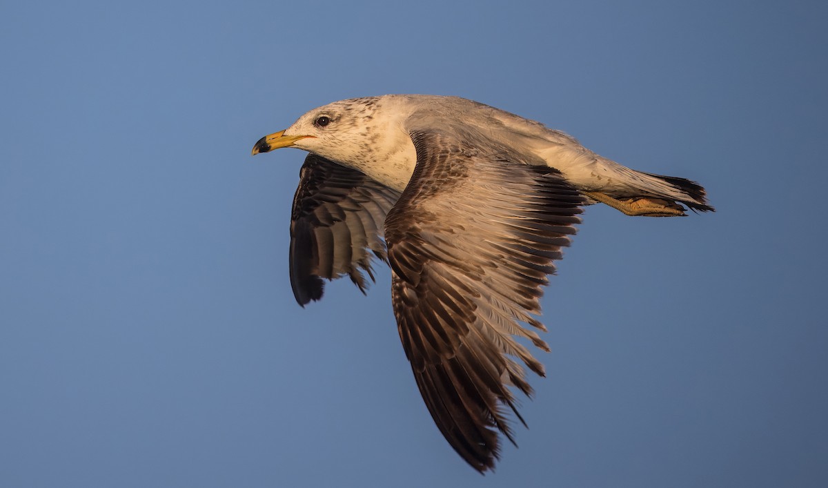 Yellow-footed Gull - ML637115556
