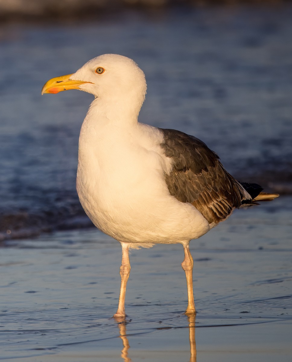 Yellow-footed Gull - ML637115560