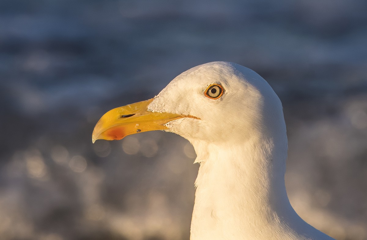 Yellow-footed Gull - ML637115562