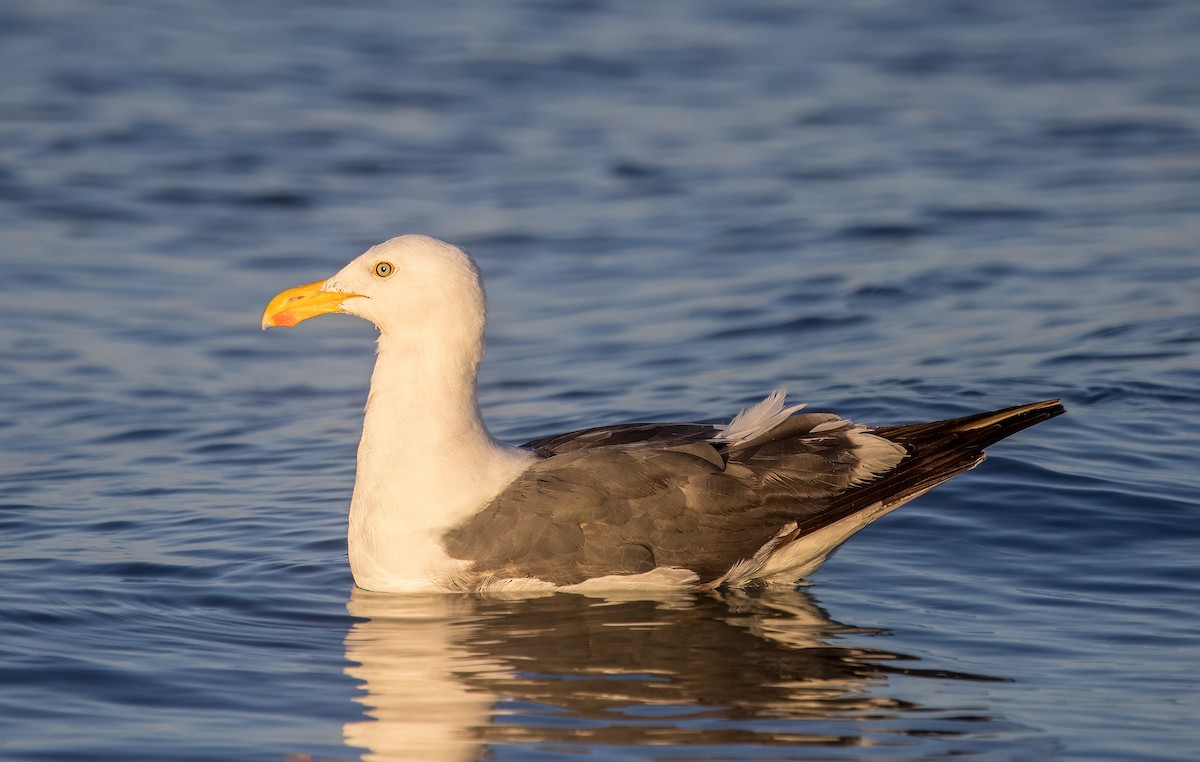 Yellow-footed Gull - ML637115563