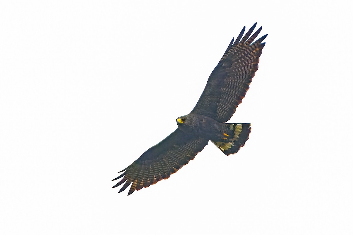 båndhalevåk - ML637115565