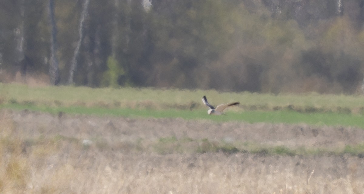 Pallid Harrier - ML637115619