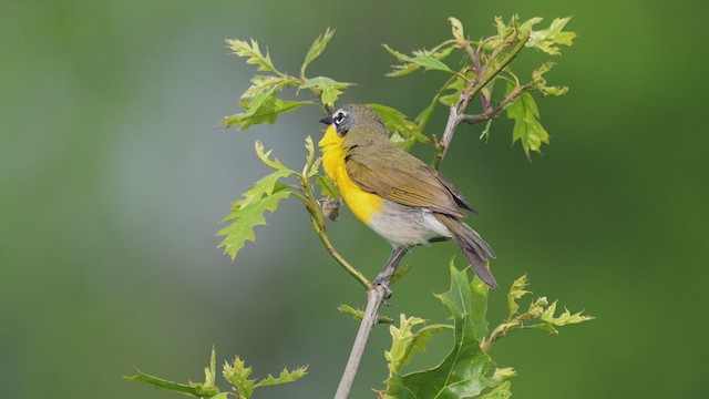 Yellow-breasted Chat - ML637115673