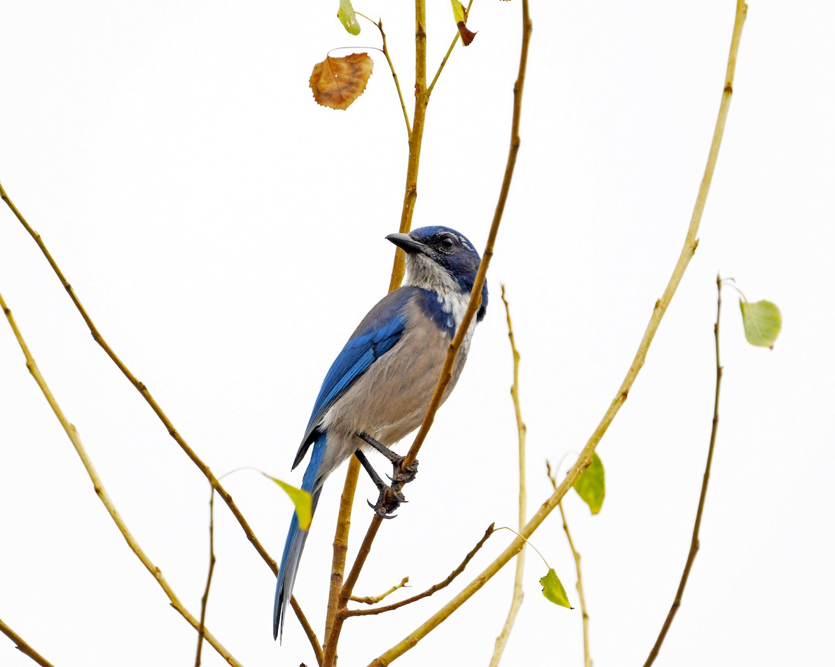 California Scrub-Jay - ML637115739