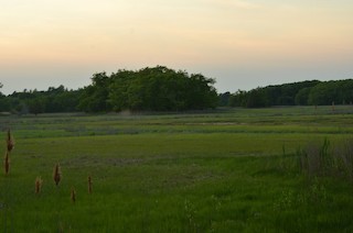 Hamlin Reservation (TTOR), Essex, Massachusetts, United States - eBird ...