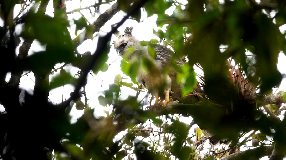 Crested Eagle - ML637115807