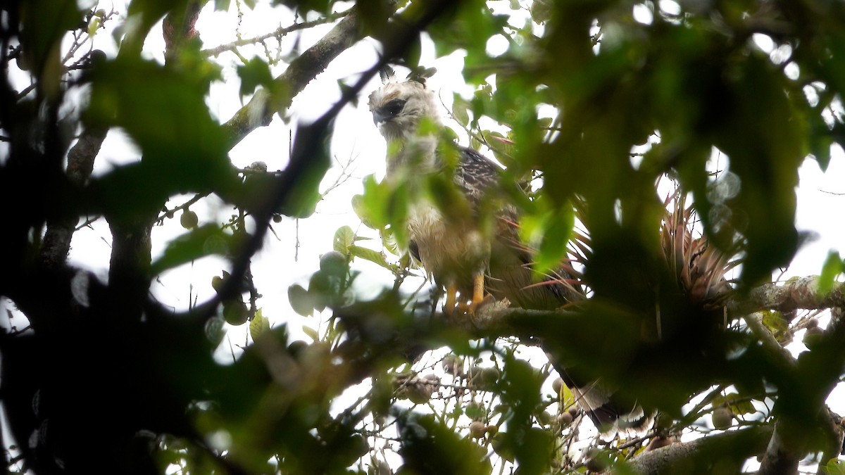 Crested Eagle - ML637115808
