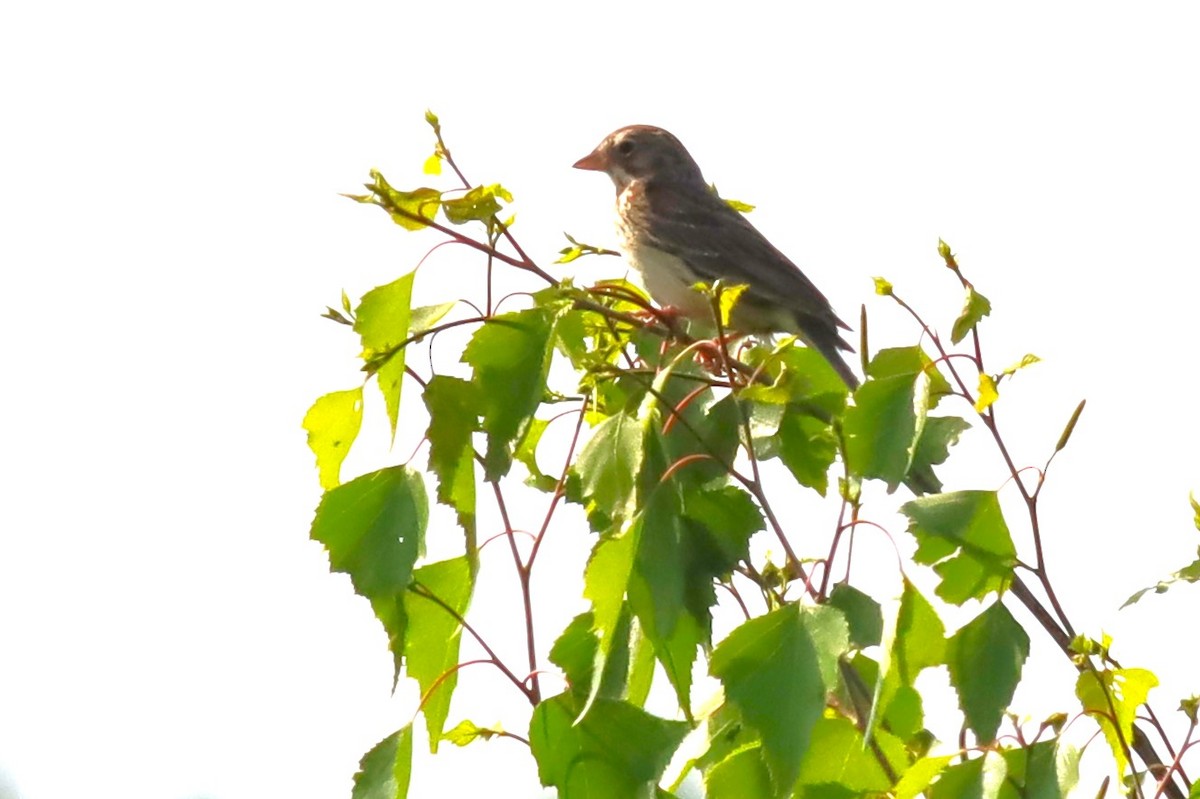 Vesper Sparrow - ML637115921