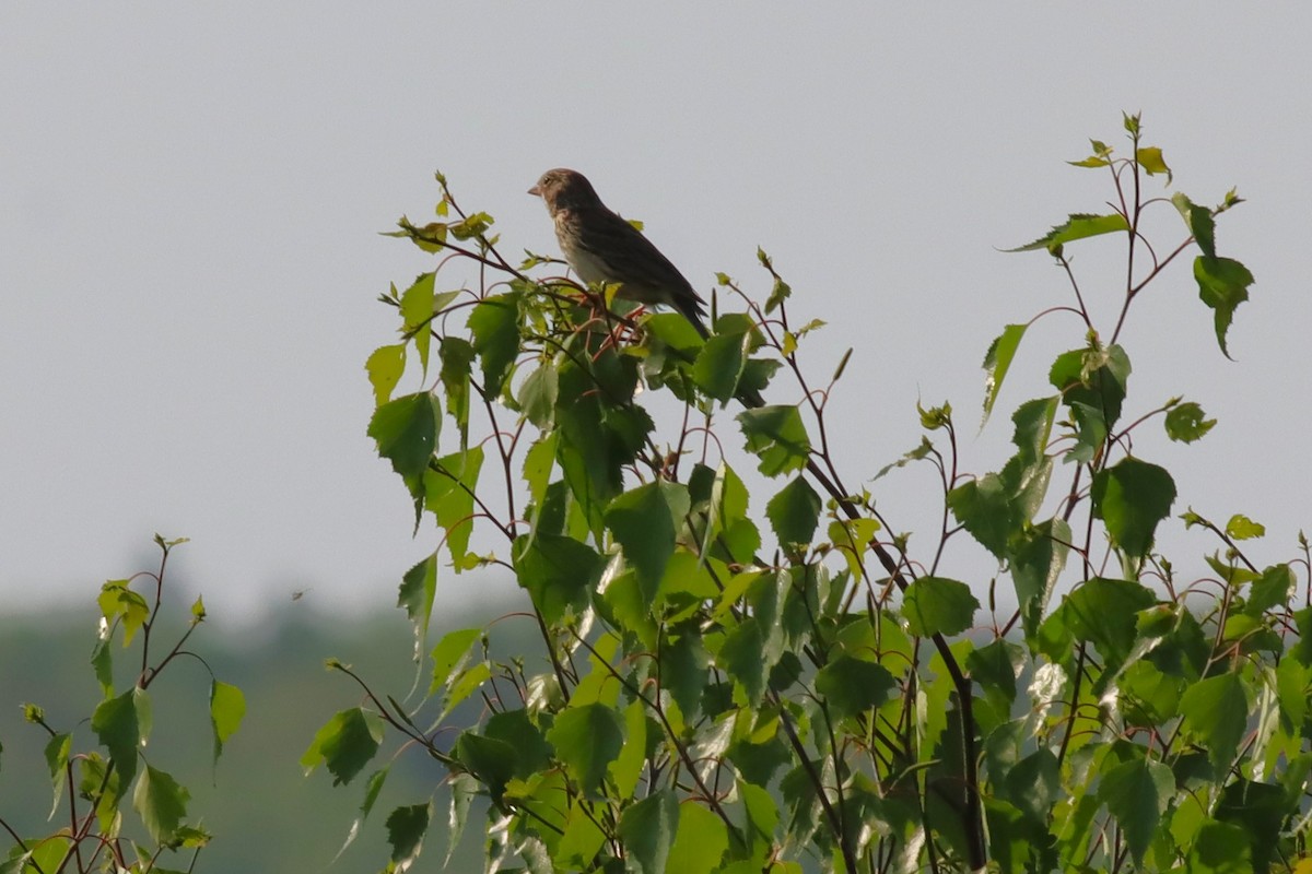 Vesper Sparrow - ML637115923