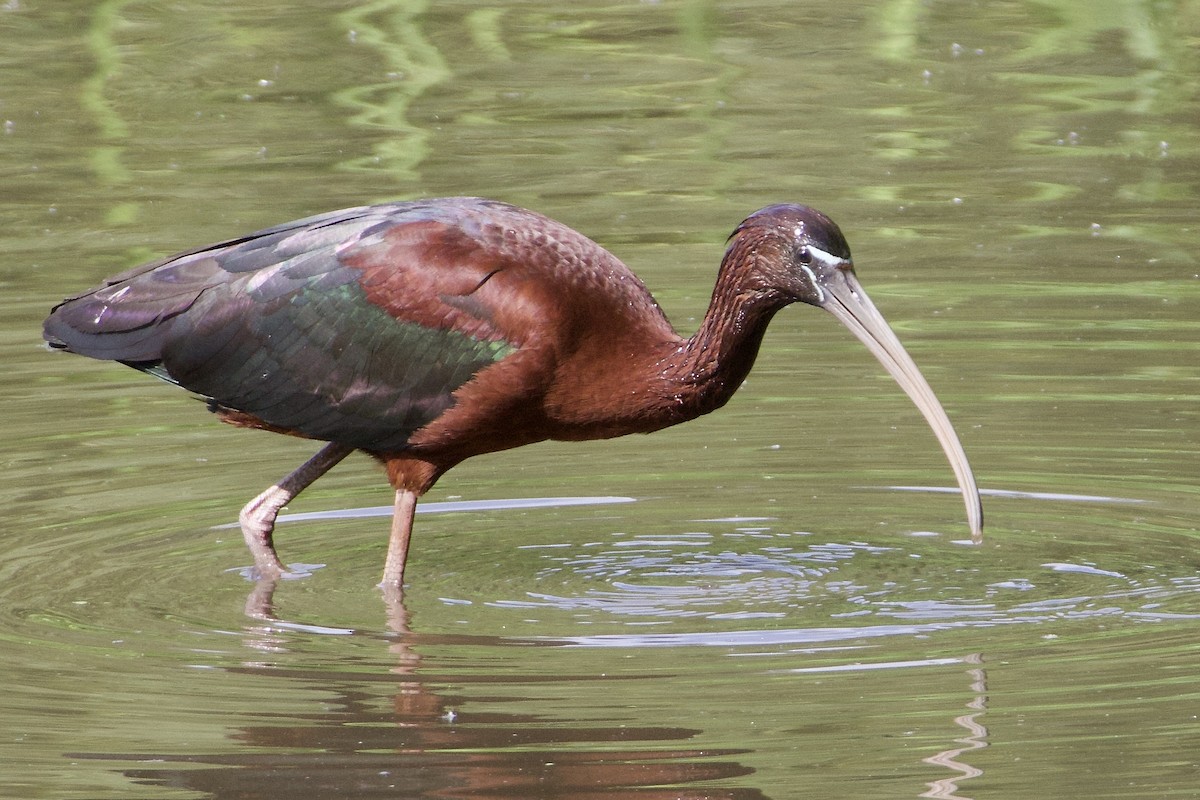 Glossy Ibis - ML637116065